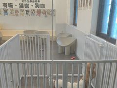 -有喵·猫咖·狗咖·30几只猫10只小狗(岗厦店)