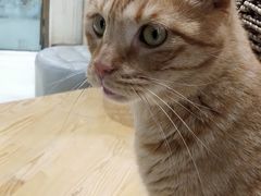 -藏猫猫咖啡主题馆(中央大道店)