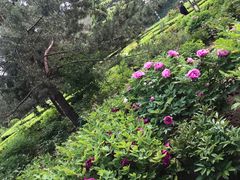 -黄村公园