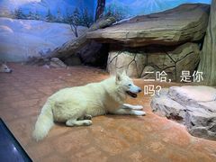 -海合安武汉极地海洋公园