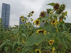 -映月湖中央公园