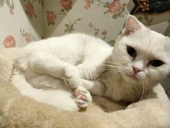-猫小院猫主题餐厅(三里屯店)