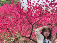 -秀丽东方