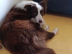 -多乐狗狗宠物训练工作室