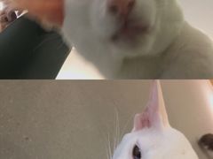 -飞行喵MR PILOT|猫舍·猫咖(静安大融城店)