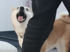 -柴迷FANS CLUB·柴犬狗咖·猫咖