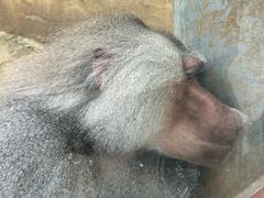 -合肥野生动物园