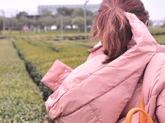 -雪绿茶博物馆