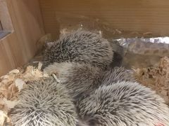 -龟与熊猫宠物公园(南坪店)