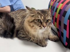 -东日国际动物医院·CT·心脏专科(桃源分院)