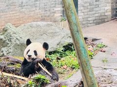 -都江堰中华大熊猫苑