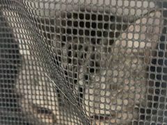 -宠颐生猫科·内科皮肤科(西平世纪城店)