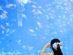 -合肥海洋世界