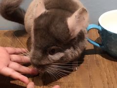-藦茜花园宠物主题亲子互动体验馆(国顺东路店)