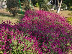 -东莞植物园