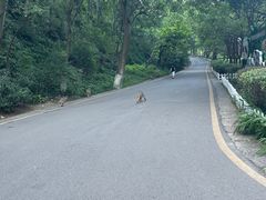 -黔灵山公园