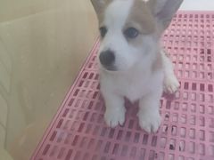 -龟与熊猫宠物公园(南坪店)
