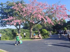 -东莞植物园