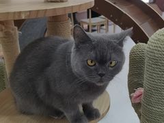 -喵园·猫主题咖啡厅·撸猫·猫咖(国贸店)