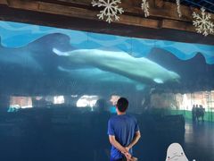 -秦皇岛乐岛海洋王国