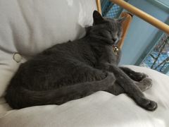 -喵屿·大理花园猫咖