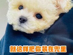 -翊宠yipet猫狗购宠庄园犬舍•猫舍