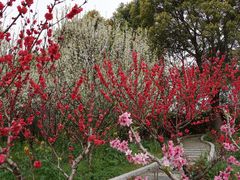 -南汇桃花村
