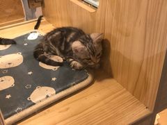 -屋虎猫馆(宝安大仟里店)