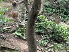 -黔灵山公园
