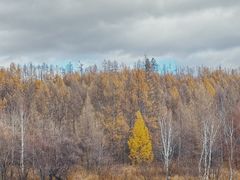 -莫尔道嘎国家森林公园