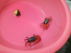 -中环花鸟鱼虫市场