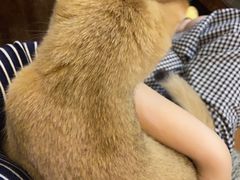 -东方名猫馆·英短金渐层布偶猫舍(环线广场1号楼店)