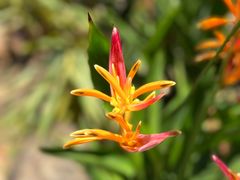 -中国科学院华南植物园