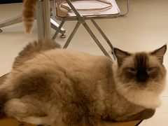 -共舞时光猫咖·狗咖(新街口店)