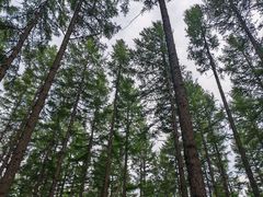 -塞罕坝国家级自然保护区