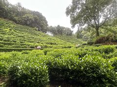-十八棵（老龙井）御茶园(老龙井店)