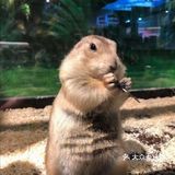 六一大优惠‖快来撩逗你喜欢的萌宠吧！