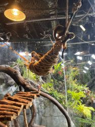 点击看大图 -Zoolung Zoolung动物主题公园(海信广场店)