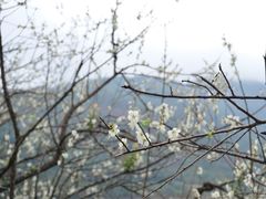 -广州市流溪河国家森林公园