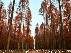 -黄海国家森林公园