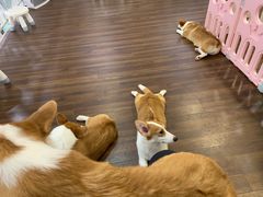 -柯斗斗主题餐厅·狗咖·围炉煮茶·茶饮(国瑞升平里店)