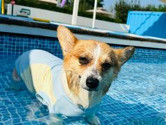 -爪吧宠物乐园 (温榆河示范区店)