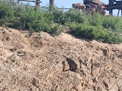 -石家庄市动物园