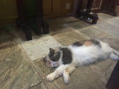 -猫咪博物馆(顶澳仔猫街店)