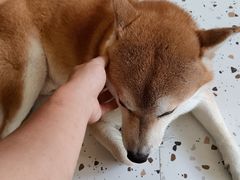 -喜柴咖啡·柴犬狗咖