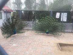 -长白岛森林公园