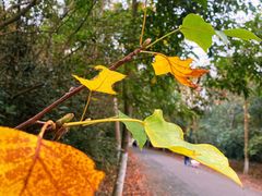 -上海海湾国家森林公园