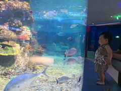 -沙沙哗啦海洋馆(华宇百花谷店)