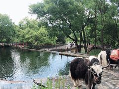 -丽江玉水寨