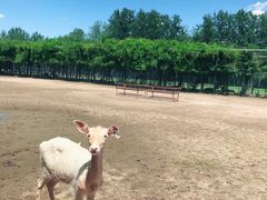 -北京麋鹿生态实验中心